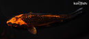 6.25" KIN ORENJI MATSUBA
