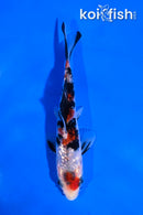 5" GINRIN SANKE