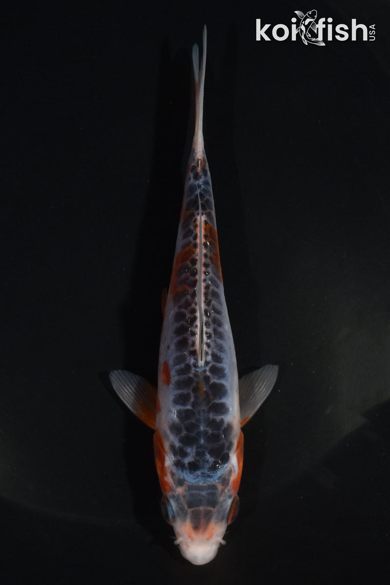 5" ARAGOKE SHUSUI