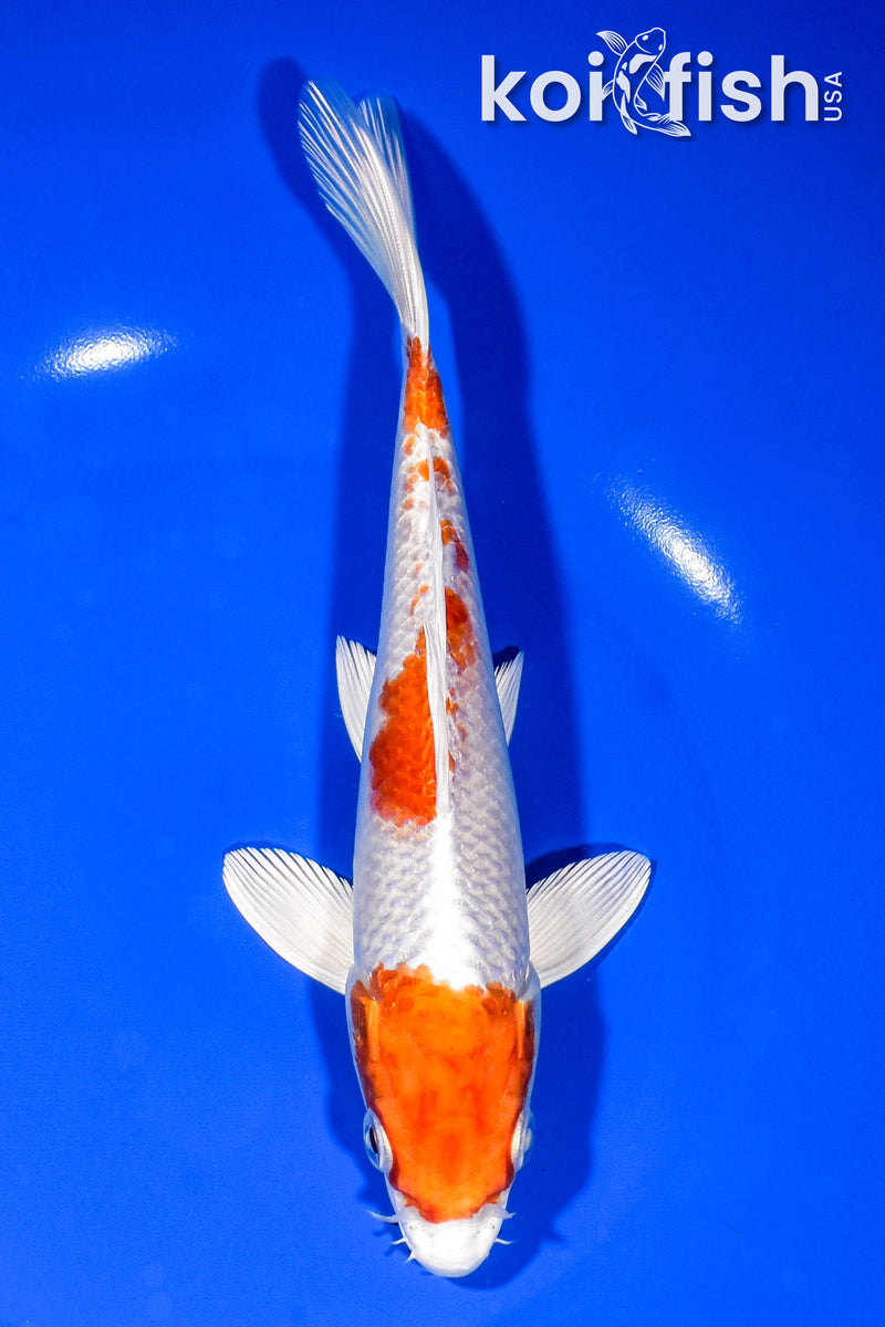 7.5" HARIWAKE
