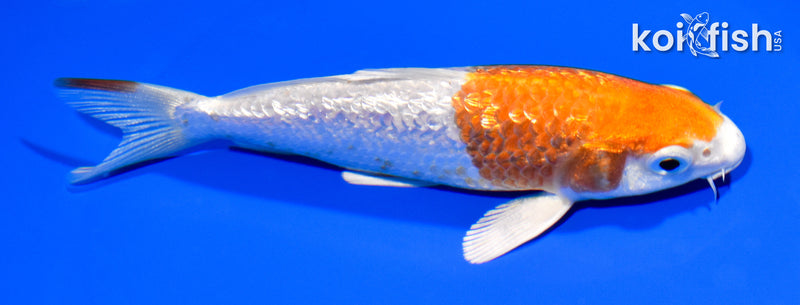 5.75" GINRIN HARIWAKE