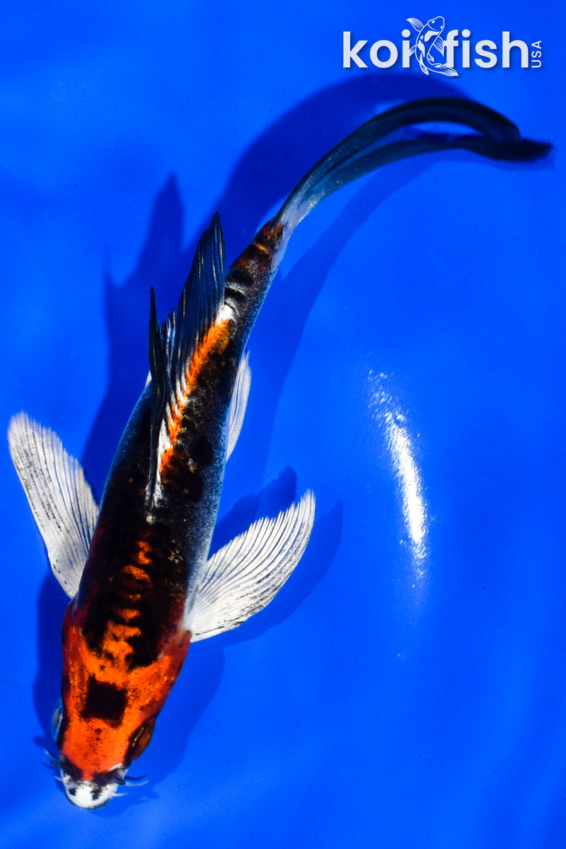 5" BENI KIKOKURYU BUTTERFLY