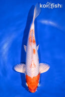 9.75" HOODED HARIWAKE