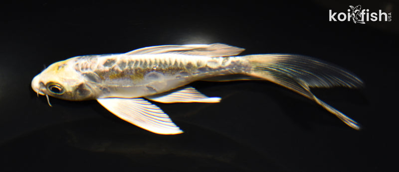 5.5" KIN KIKOKURYU BUTTERFLY