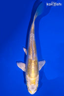 5.5" DOITSU LEMON HARIWAKE