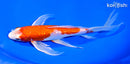 9" GINRIN HARIWAKE BUTTERFLY