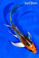 5.5" KUJAKU BUTTERFLY