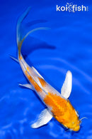 5" HARIWAKE BUTTERFLY