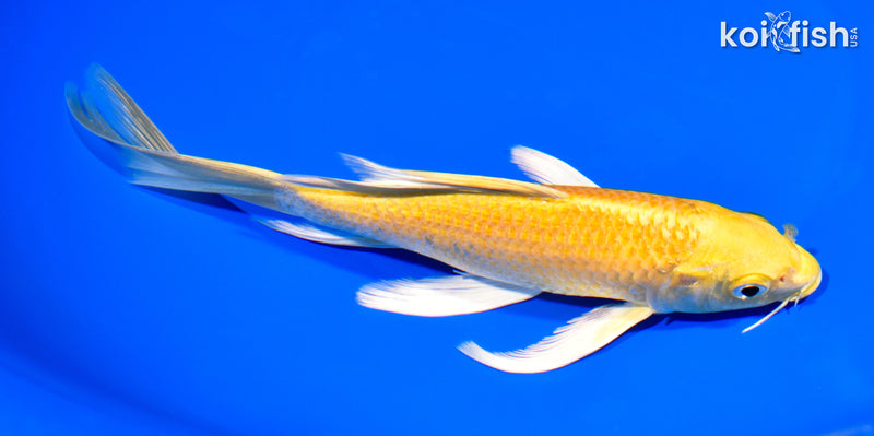 7.75" YAMABUKI OGON BUTTERFLY