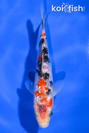 6.5" GINRIN SANKE