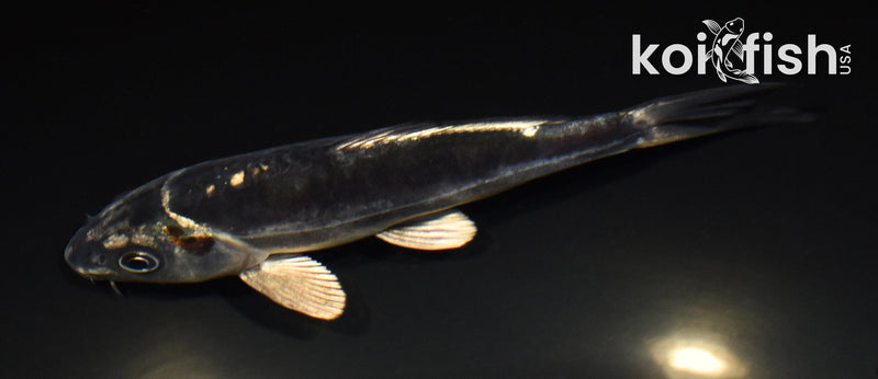 5.5" KIKOKURYU