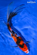 10" SANKE BUTTERFLY