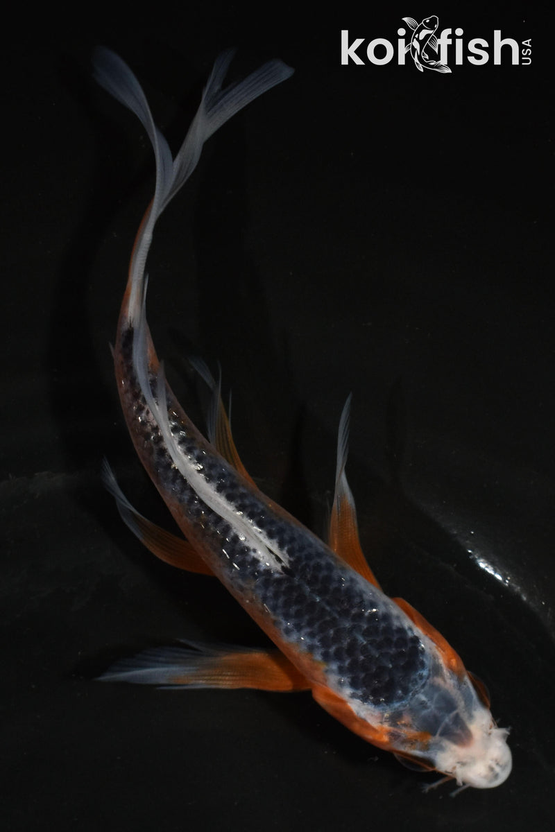 5.5" HI ASAGI BUTTERFLY