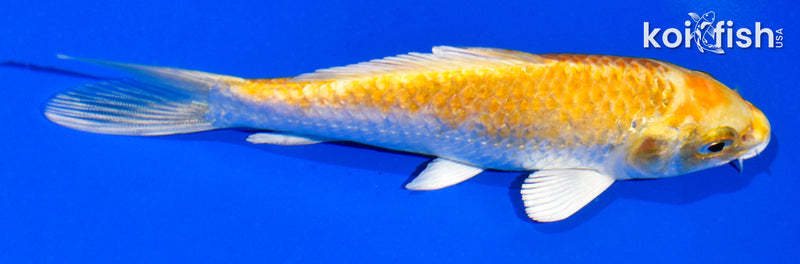 5" HARIWAKE