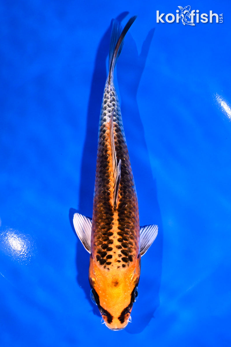 7" KUJAKU