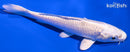 5.25" PLATINUM OGON