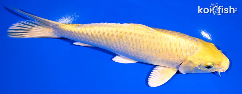 7.25" YAMABUKI OGON