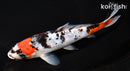 6.75" GINRIN BENI MATSUKAWABAKE