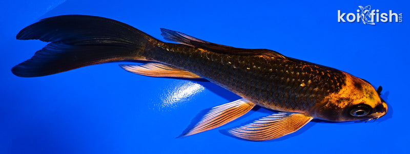 5.5" GINRIN ORENJI MATSUBA BUTTERFLY