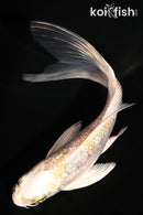 5" GINRIN KUJAKU BUTTERFLY