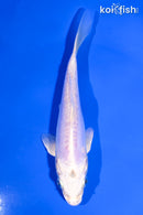 5" DOITSU PLATINUM OGON