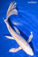 10.5" PLATINUM OGON BUTTERFLY