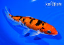 6.5" GINRIN AKA SANKE