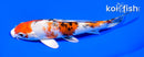 5.75" YAMATO NISHIKI