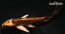 5" KIN ORENJI MATSUBA BUTTERFLY