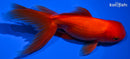 5.5" ORANDA GOLDFISH