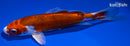 5.5" HEISEI NISHIKI