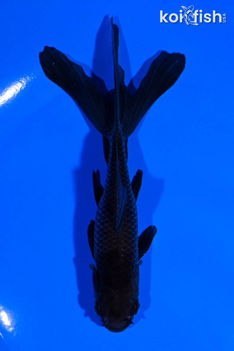 5.5" WATOANI GOLDFISH