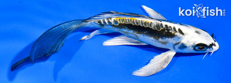 5.5" KIN KIKOKURYU BUTTERFLY