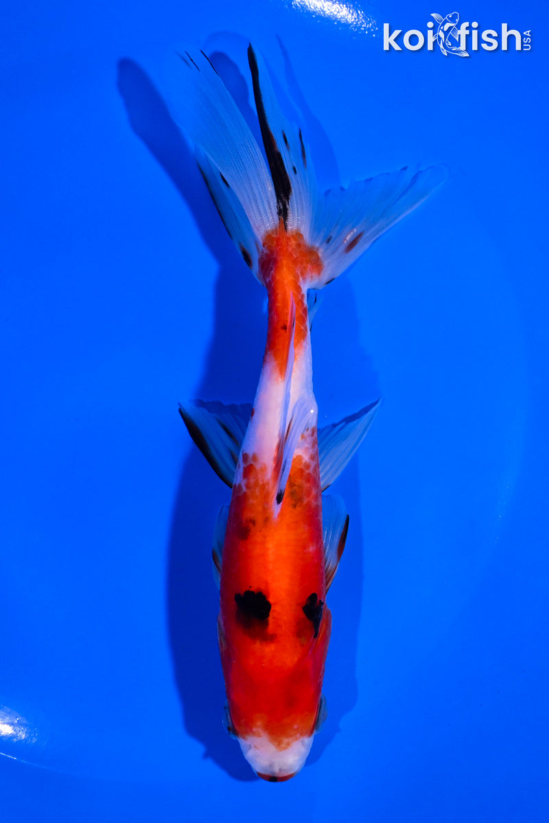 5.75" CALICO WAKIN GOLDFISH