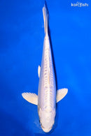 6.75" DOITSU PLATINUM OGON