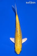 6" GINRIN YAMABUKI OGON