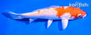 5.5" HARIWAKE