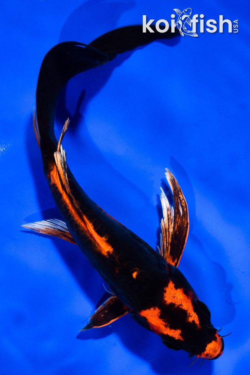 6" BENI KIKOKURYU BUTTERFLY