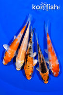 PACK OF (5) 3.5-3.75" STANDARD KOI