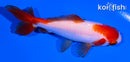 3.75" SARASA WAKIN GOLDFISH