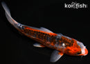 5.5" HI SHUSUI