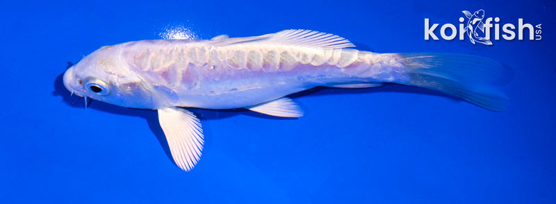 5" ARAGOKE PLATINUM OGON