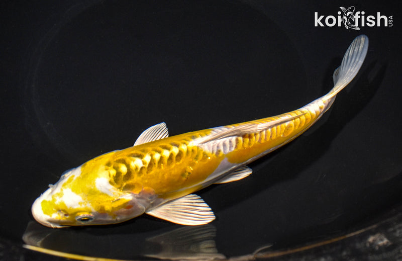 7.75" DOITSU KUJAKU