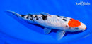 9.5" ARAGOKE KUCHIBENI SANKE