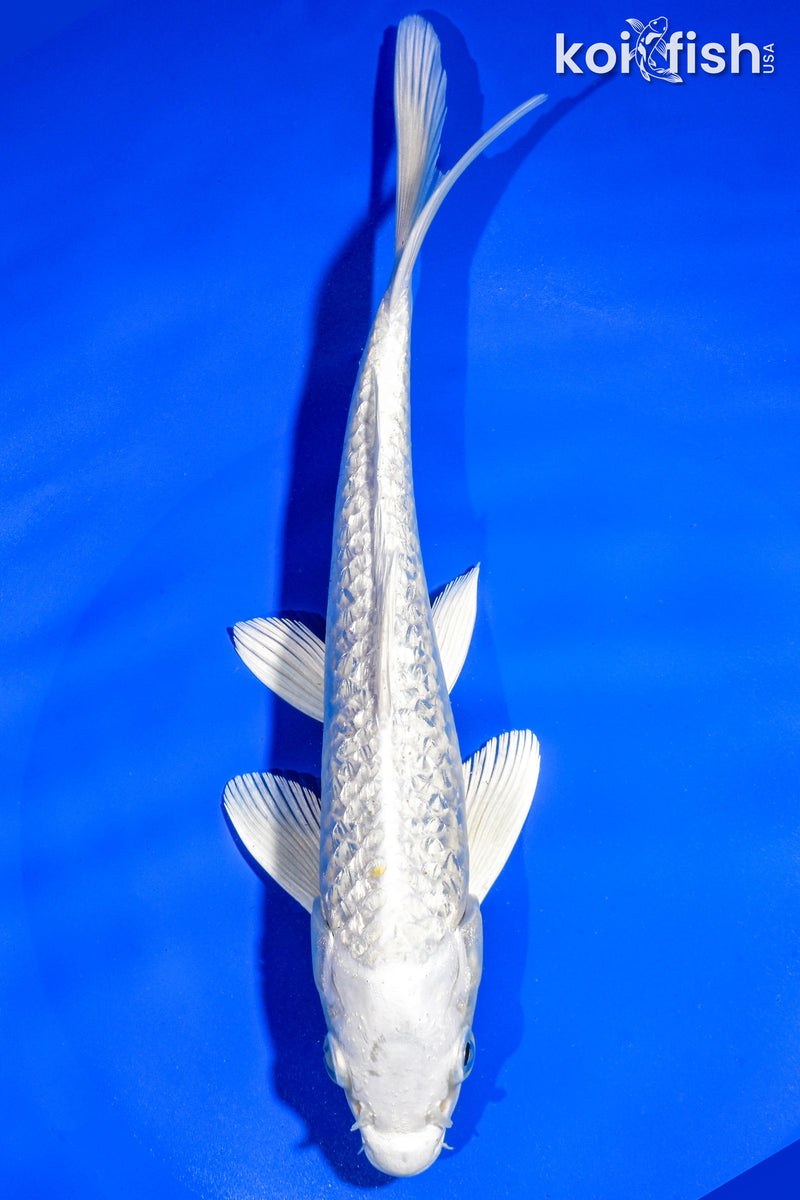 8.5" GINRIN PLATINUM OGON