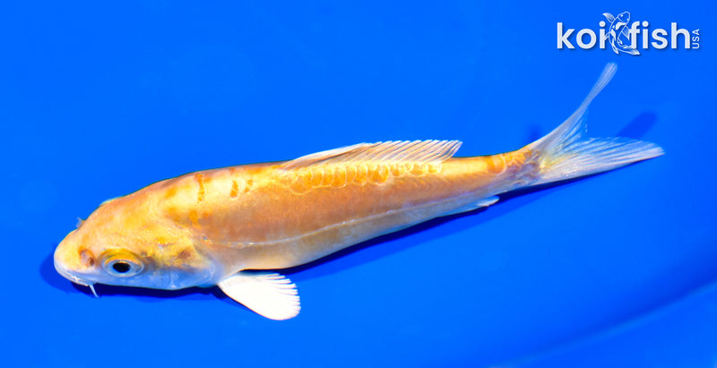 4.75" DOITSU YAMABUKI OGON