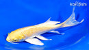 6.75" YAMABUKI OGON BUTTERFLY