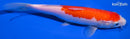 7.75" KOHAKU