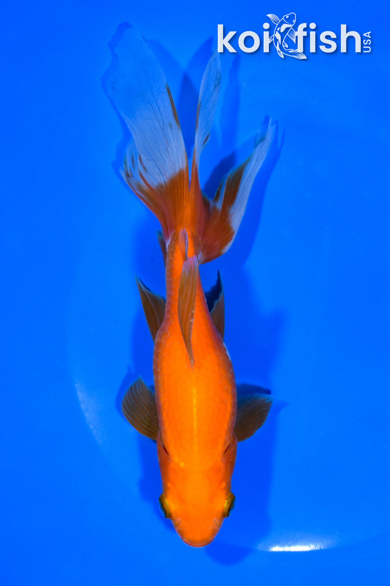7" WATONAI GOLDFISH