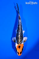 6.75" ARAGOKE BENI KIKOKURYU